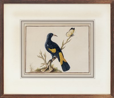 Lot 58 - Sarah Stone British, 1760-1884 Black Bird on a...