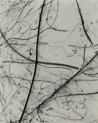 Lot 140 - WESTON, BRETT (1911-1993) [Branches and Sand],...