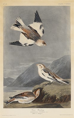 Lot 1111 - After John James Audubon (1785-1851) SNOW...