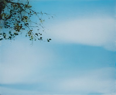 Lot 54 - Elizabeth Magill Irish, b. 1959 Sky Branch,...