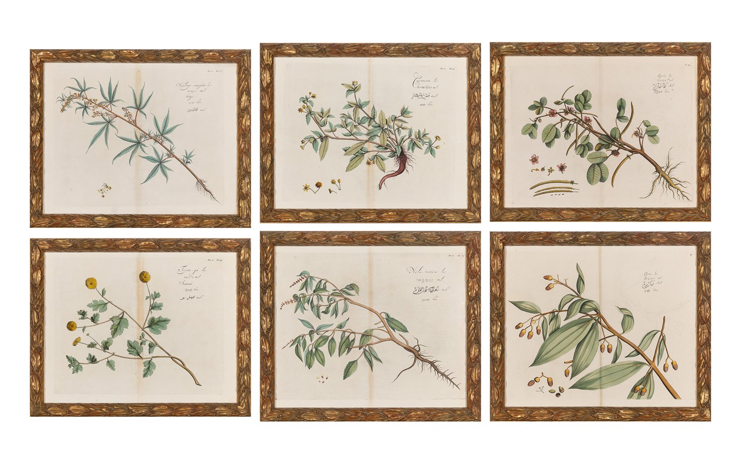 Lot 94 - Hendrick Adriaan van Rheede (1636-1691) PLANT...