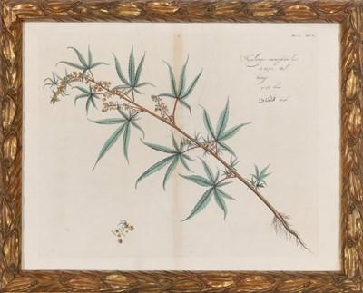 Lot 94 - Hendrick Adriaan van Rheede (1636-1691) PLANT...