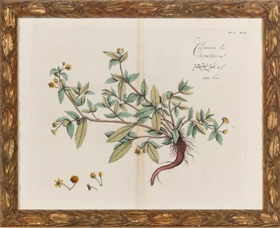 Lot 94 - Hendrick Adriaan van Rheede (1636-1691) PLANT...