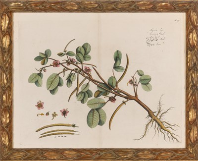 Lot 94 - Hendrick Adriaan van Rheede (1636-1691) PLANT...