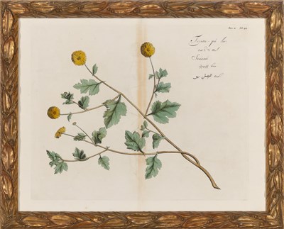 Lot 94 - Hendrick Adriaan van Rheede (1636-1691) PLANT...
