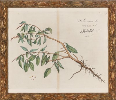 Lot 94 - Hendrick Adriaan van Rheede (1636-1691) PLANT...
