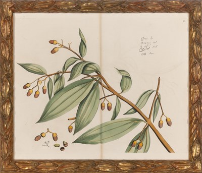 Lot 94 - Hendrick Adriaan van Rheede (1636-1691) PLANT...
