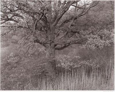 Lot 132 - TICE, GEORGE b. 1938 Oak Tree, Holmdel, New...
