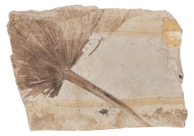 Lot 140 - [FOSSIL] Palm Frond Fossil. A palm frond...