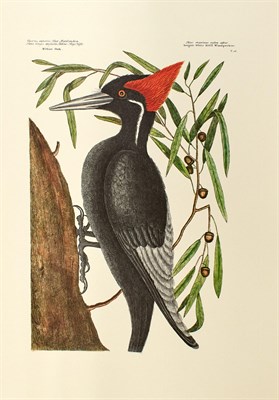 Lot 99 - [FACSIMILE] CATESBY, MARK. The Natural History...