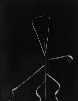 Lot 37 - CALLAHAN, HARRY [1912-1999] [Grass, Wisconsin],...