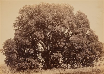 Lot 53 - DAVANNE, LOUIS-ALPHONSE (1824-1912) Chène...