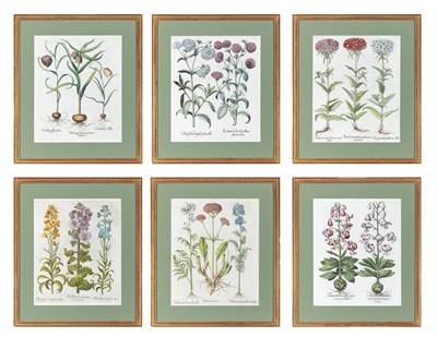 Lot 104 - Basilius Besler (1561-1629) [PLANT STUDIES]...