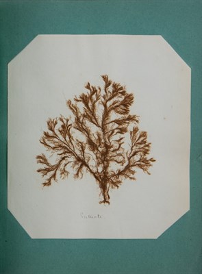 Lot 107 - [BOTANY-HERBARIA] Group of three herbaria....