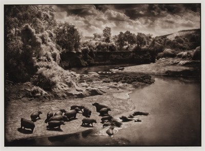 Lot 2025 - BRANDT, NICK (b. 1966) [Hippos on the Mara...