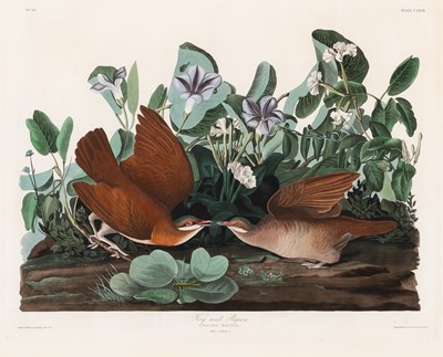 Lot 4 - After John James Audubon (1785-1851)