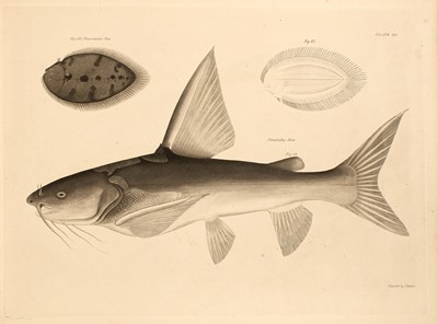 Lot 125 - [NATURAL HISTORY]
HAMILTON, FRANCIS. Formerly BUCHANAN. An Account of the Fishes Found in the River Ganges and Its Branches.