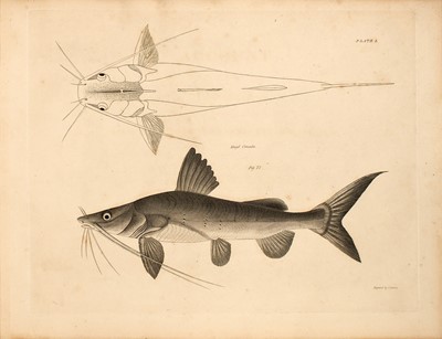 Lot 125 - [NATURAL HISTORY]
HAMILTON, FRANCIS. Formerly BUCHANAN. An Account of the Fishes Found in the River Ganges and Its Branches.