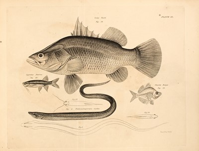 Lot 125 - [NATURAL HISTORY]
HAMILTON, FRANCIS. Formerly BUCHANAN. An Account of the Fishes Found in the River Ganges and Its Branches.