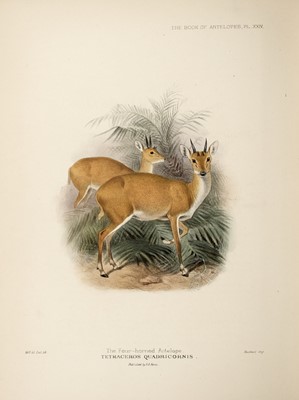 Lot 199 - Sclater and Thomas The Book of Antelopes, the Alfred Pease copy