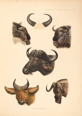 Lot 134 - The Great and Small Game of Africa with color plates by Smits