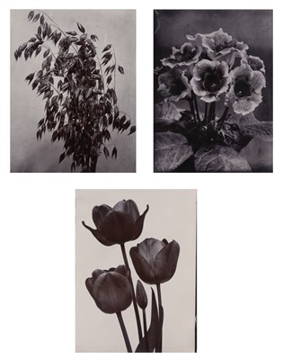 Lot 238 - CHARLES JONES. Three flower studies