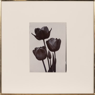 Lot 238 - CHARLES JONES. Three flower studies