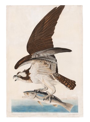 Lot 3 - After John James Audubon (1785-1851)