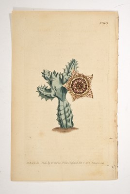 Lot 1 - Over one hundred mostly hand-colored prints extracted from Audubon, Curtis, Diderot and others.