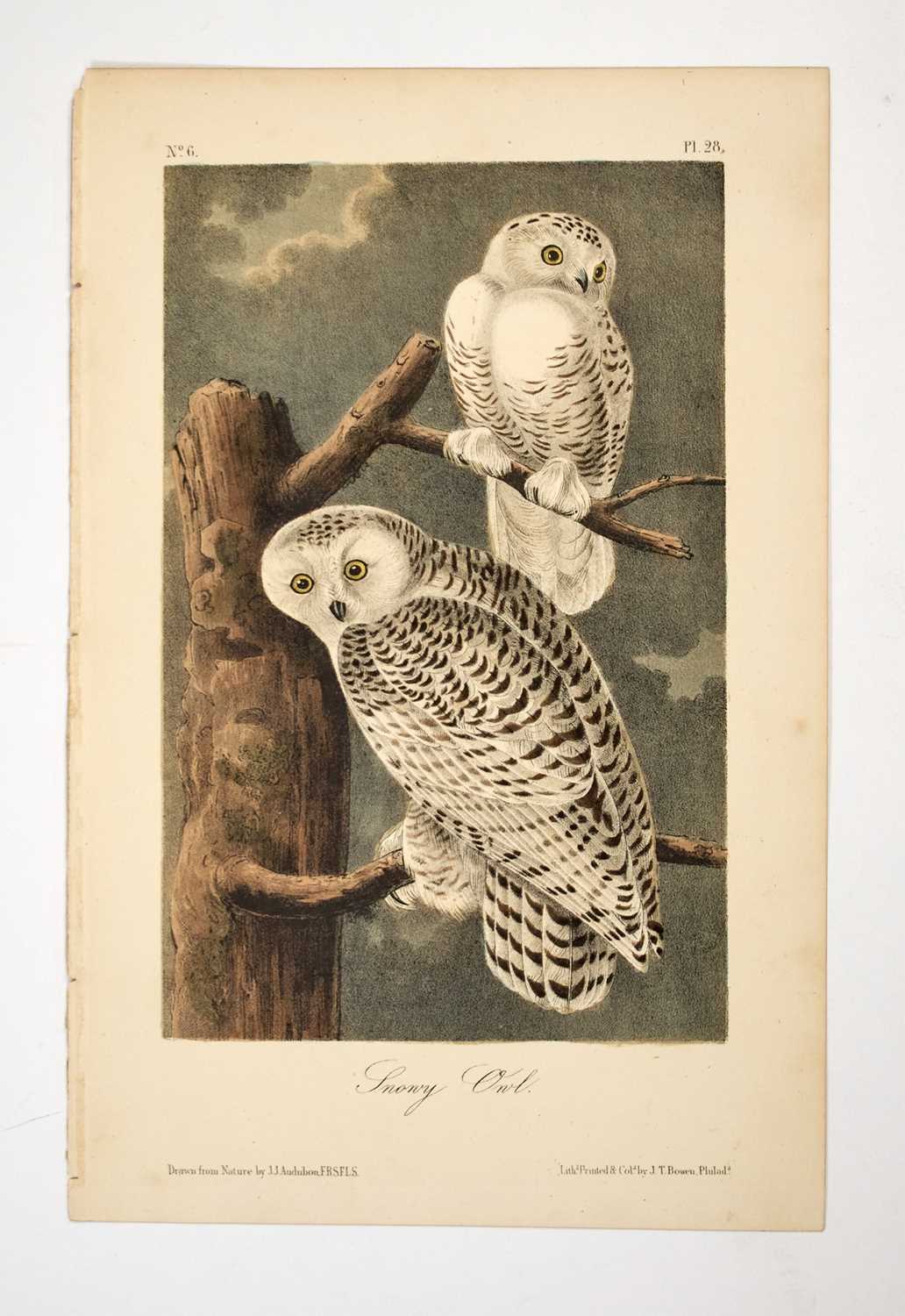 Lot 1 - Over one hundred mostly hand-colored prints extracted from Audubon, Curtis, Diderot and others.