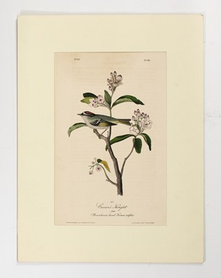Lot 1 - Over one hundred mostly hand-colored prints extracted from Audubon, Curtis, Diderot and others.