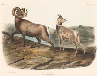 Lot 6 - After John James Audubon (1785-1851)