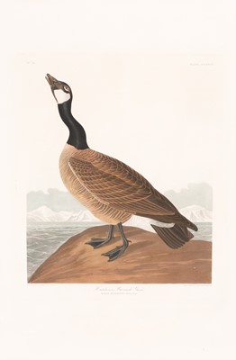Lot 5 - After John James Audubon (1785-1851)