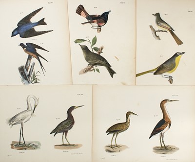 Lot 261 - Well over one-hundred attractive colored bird prints