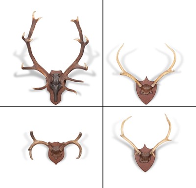 Lot 410 - Group of Four Mounted Antlers