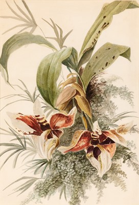 Lot 51 - Group of Seven Botanical and Bird Paintings