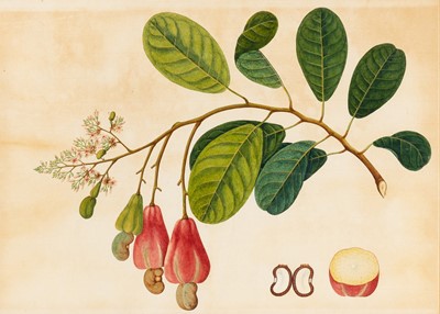 Lot 51 - Group of Seven Botanical and Bird Paintings