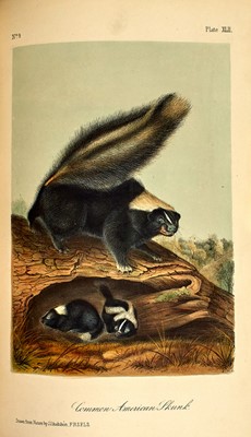 Lot 65 - The Audubon's definitive study of American four-footed wildlife