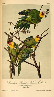 Lot 66 - The 1860 edition of John James Audubon's Birds of America