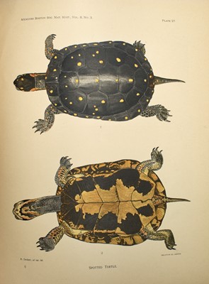 Lot 71 - With attractive heliotype plates capturing the design of turtle shells