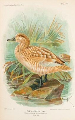 Lot 596 - Baker's Indian Ducks and their Allies