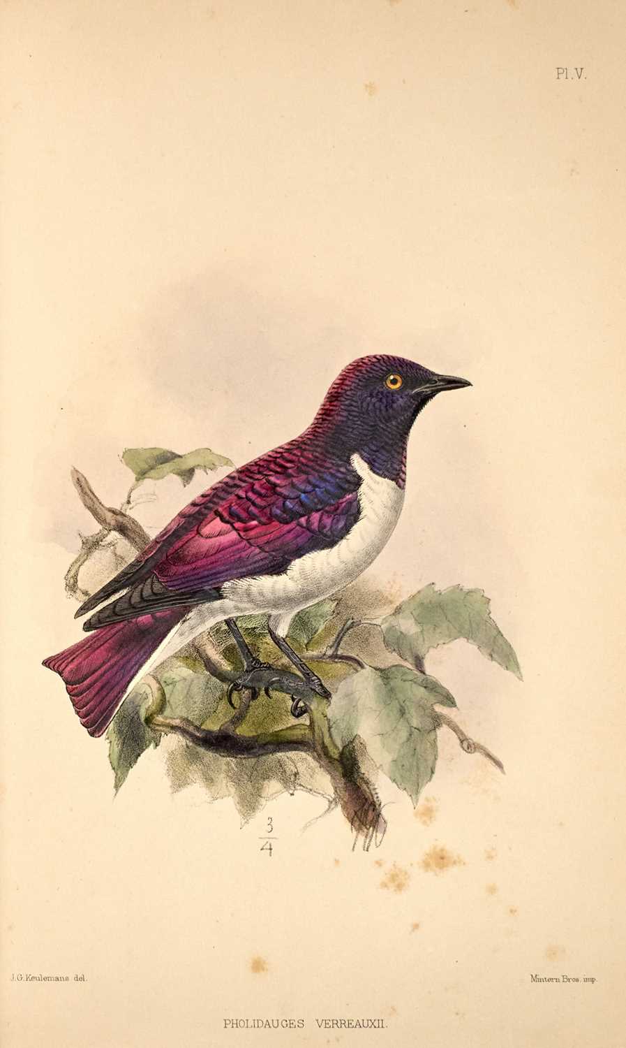 Lot 73 - J. V. Barboza du Bocage on the ornithology of Angola.