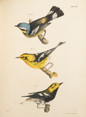 Lot 595 - The Natural History of New York, including Birds