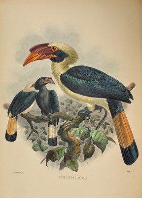 Lot 81 - Elliot's magnificent monograph of the Hornbills