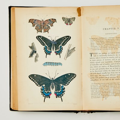 Lot 594 - Four works on insects