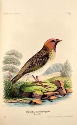 Lot 86 - Fine plates of the African birds
