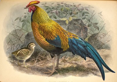 Lot 88 - Legge's A History of the Birds of Ceylon.