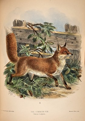 Lot 91 - The principal work on dogs, jackals, wolves, and foxes, with Keulemans plates
