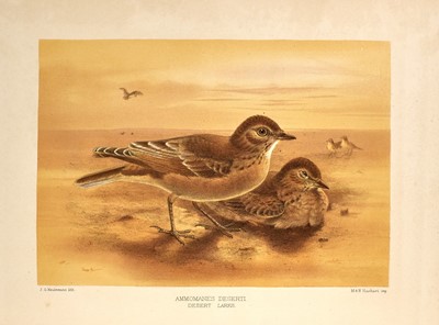 Lot 95 - G. D. Rowley's Ornithological Miscellany, 1876-77