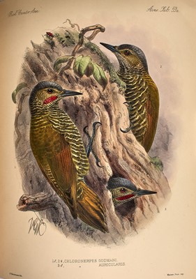 Lot 97 - A sumptuous monograph of the birds of Central America